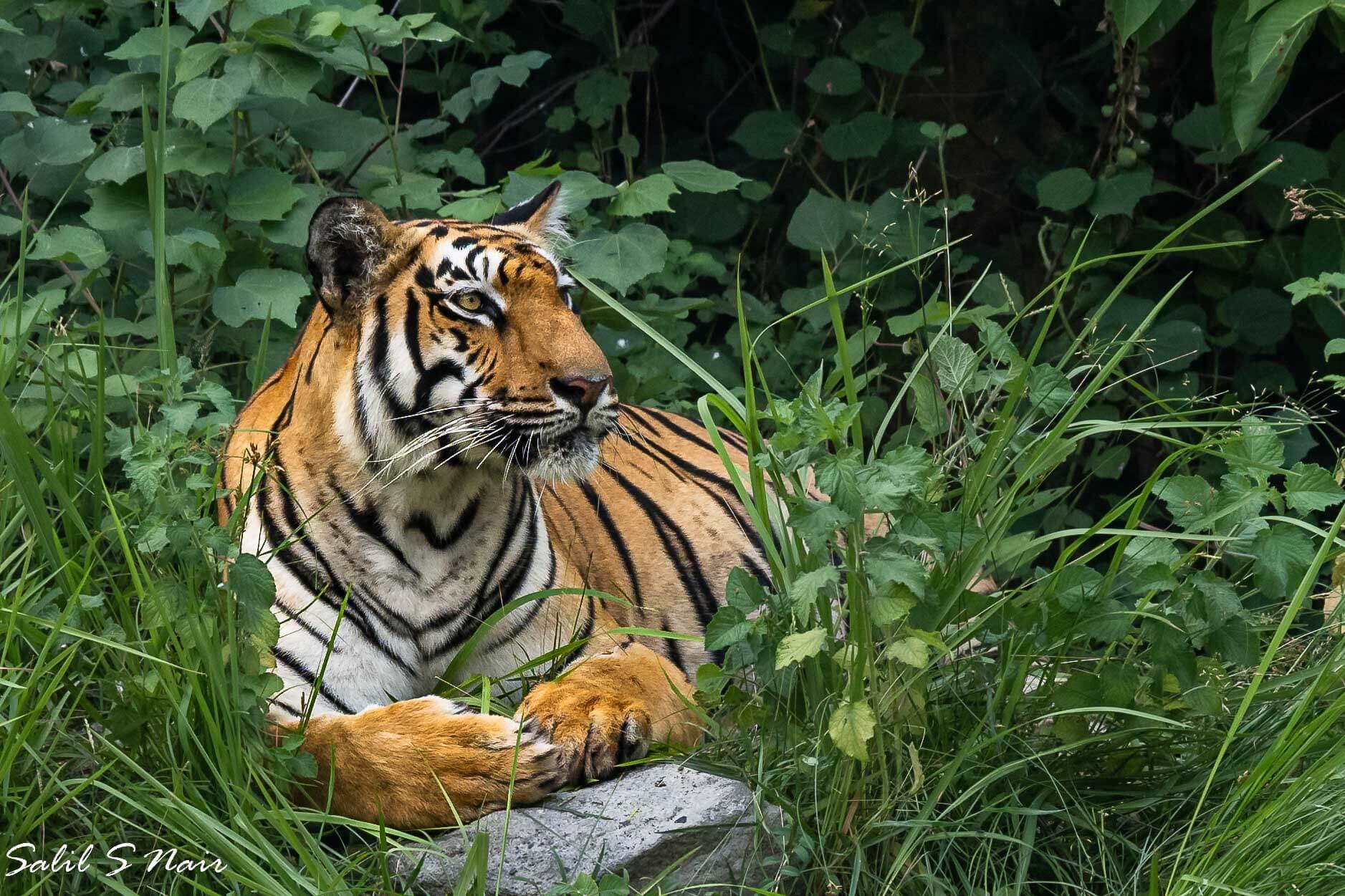 Tiger resting in green grass at Bandhavgarh National Park, Madhya Pradesh — Salil Nair