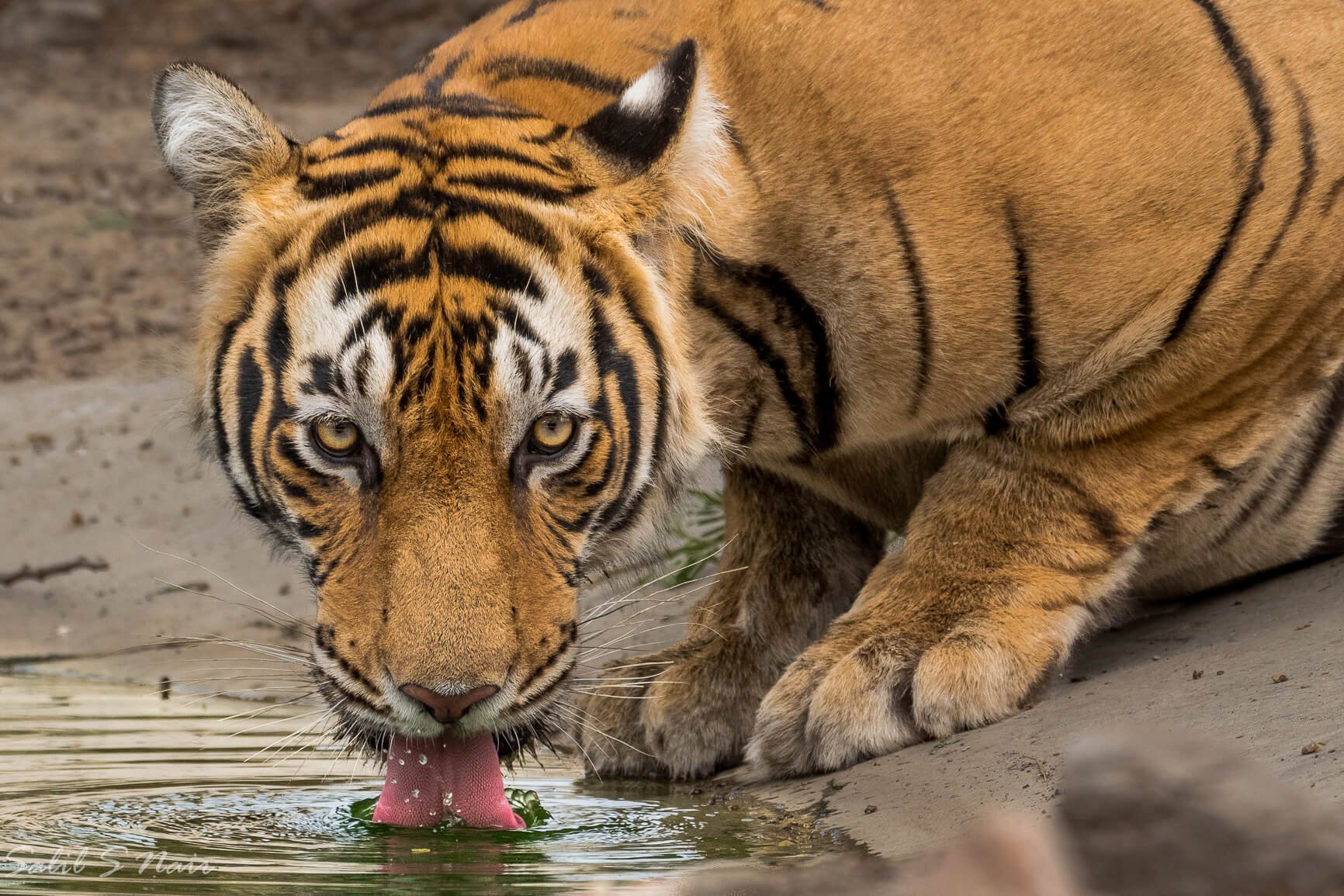 Zebra stripes close-up — abstract wildlife by Salil Nair — thumbnail