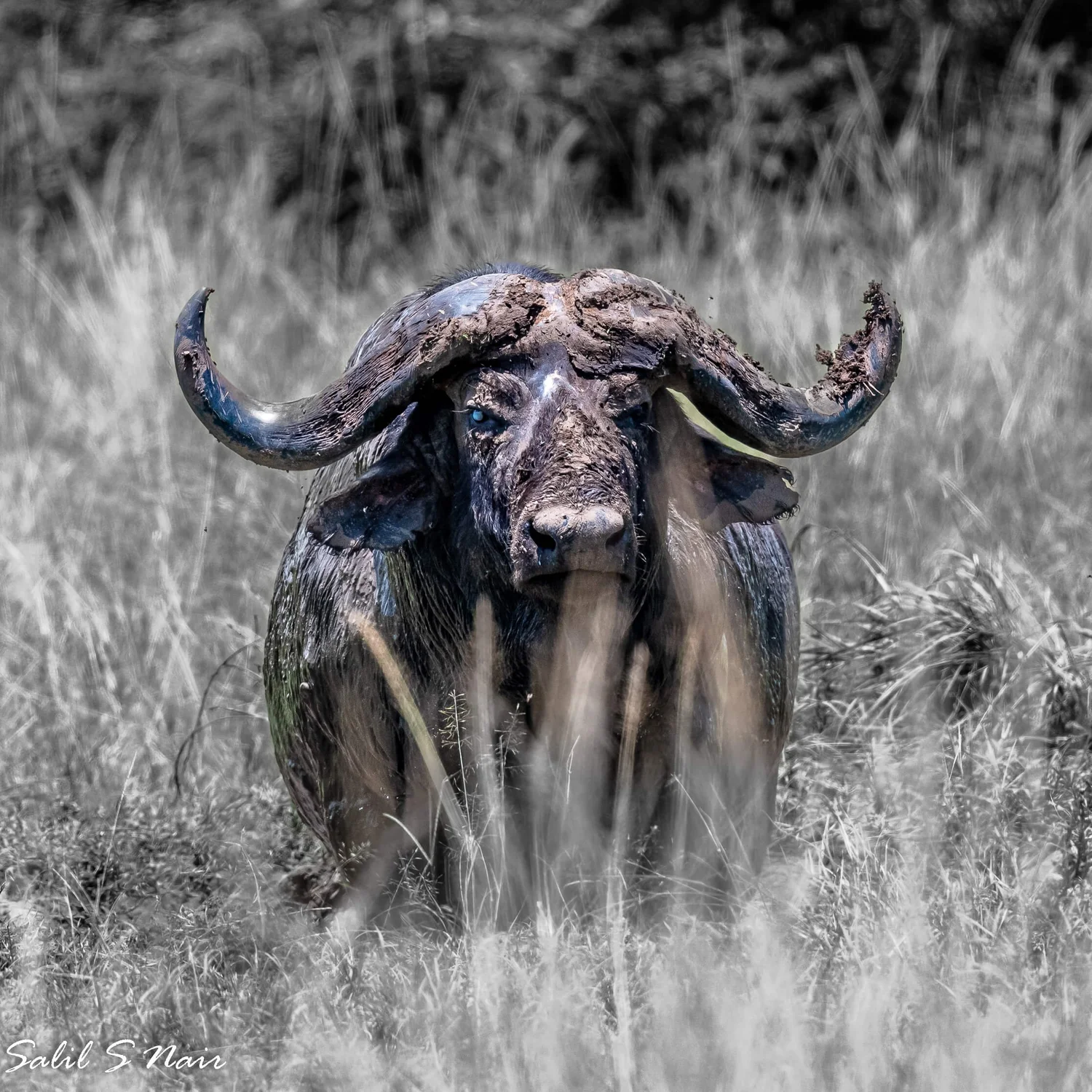 Cape buffalo standing in tall grass, black and white — Salil Nair wildlife photography