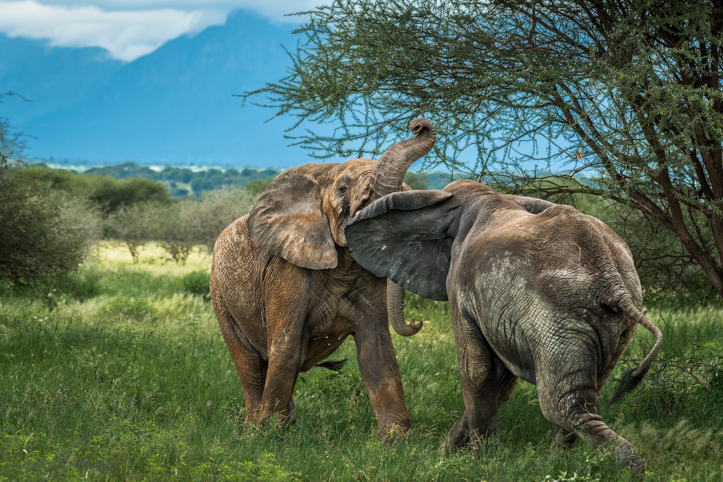 Two elephants playing in green savanna with mountain backdrop — Amboseli safari