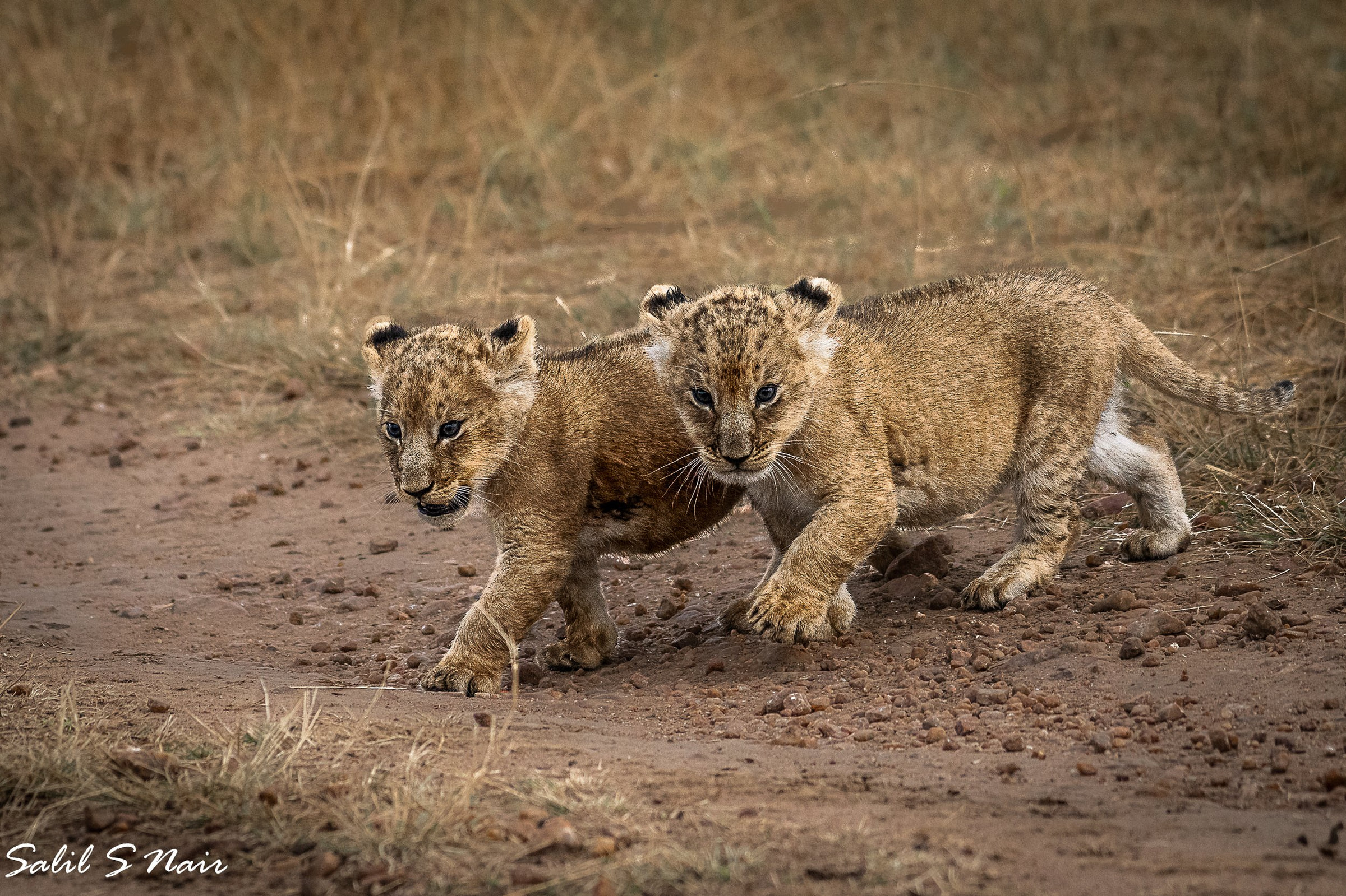 Two lion cubs walking together in Masai Mara — Lens and Latitudes safari