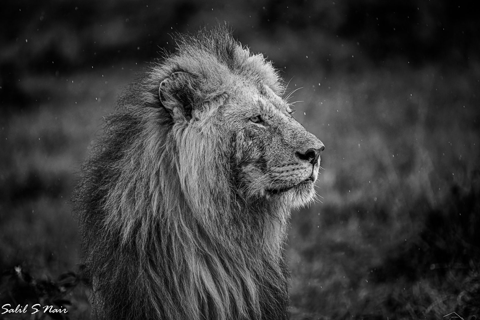 Black and white portrait of a male lion in the rain — Salil Nair wildlife photography