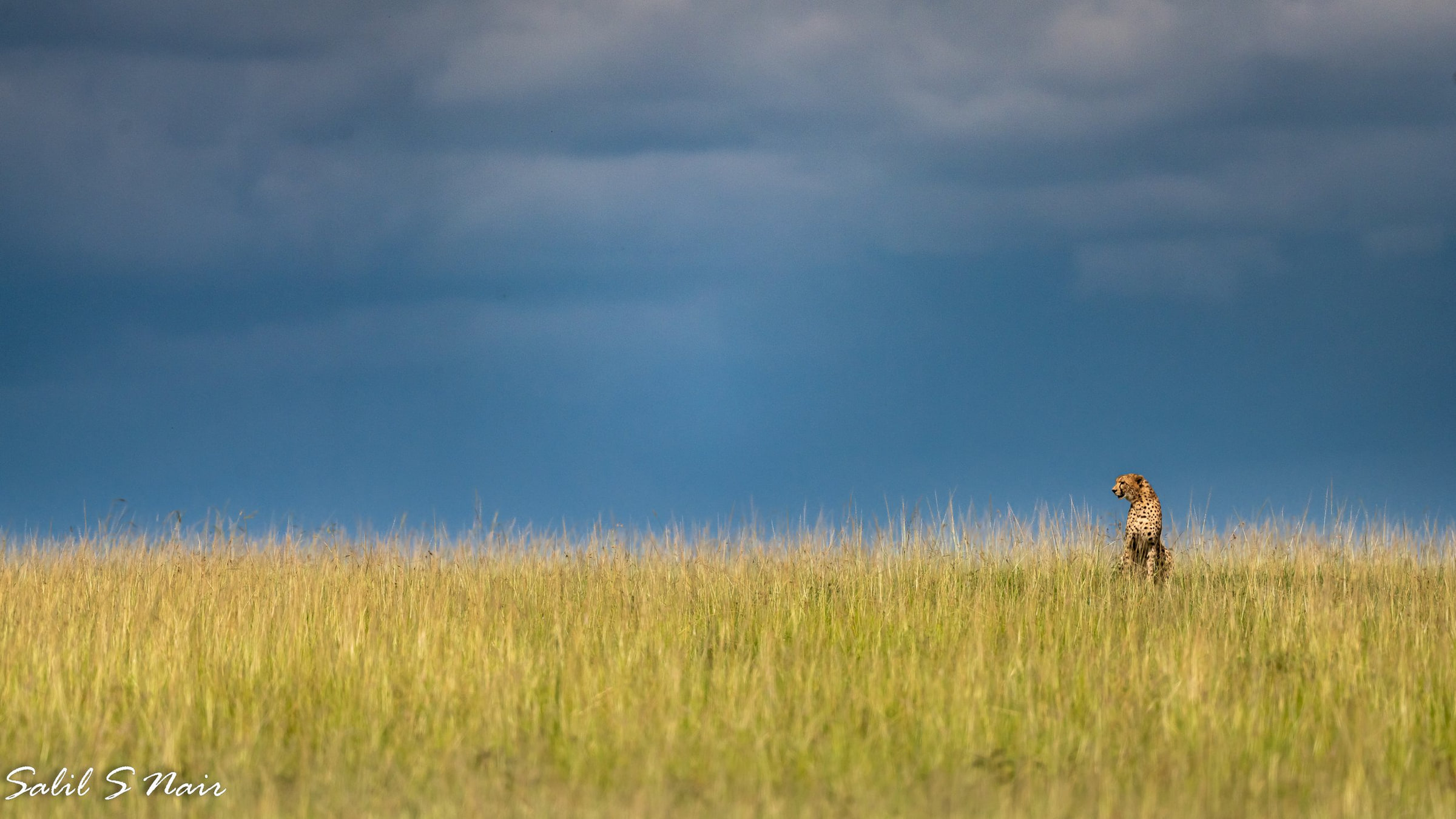 Cheetah in grassland — Out of the Office by Salil Nair