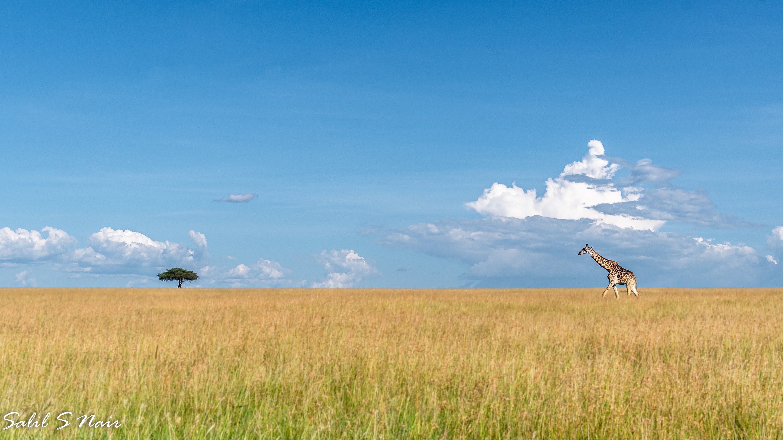 Sunset elephants in savanna — Out of the Office by Salil Nair
