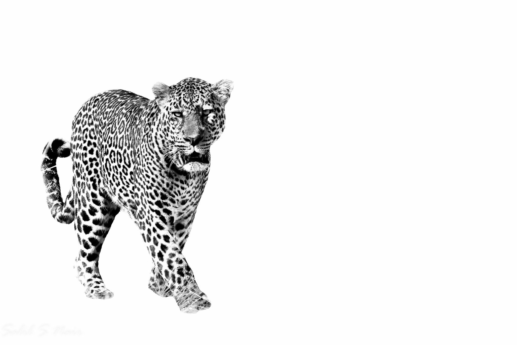 Pantanal (Brazil) High-key black and white jaguar walking, Pantanal, Brazil — Salil Nair wildlife photography