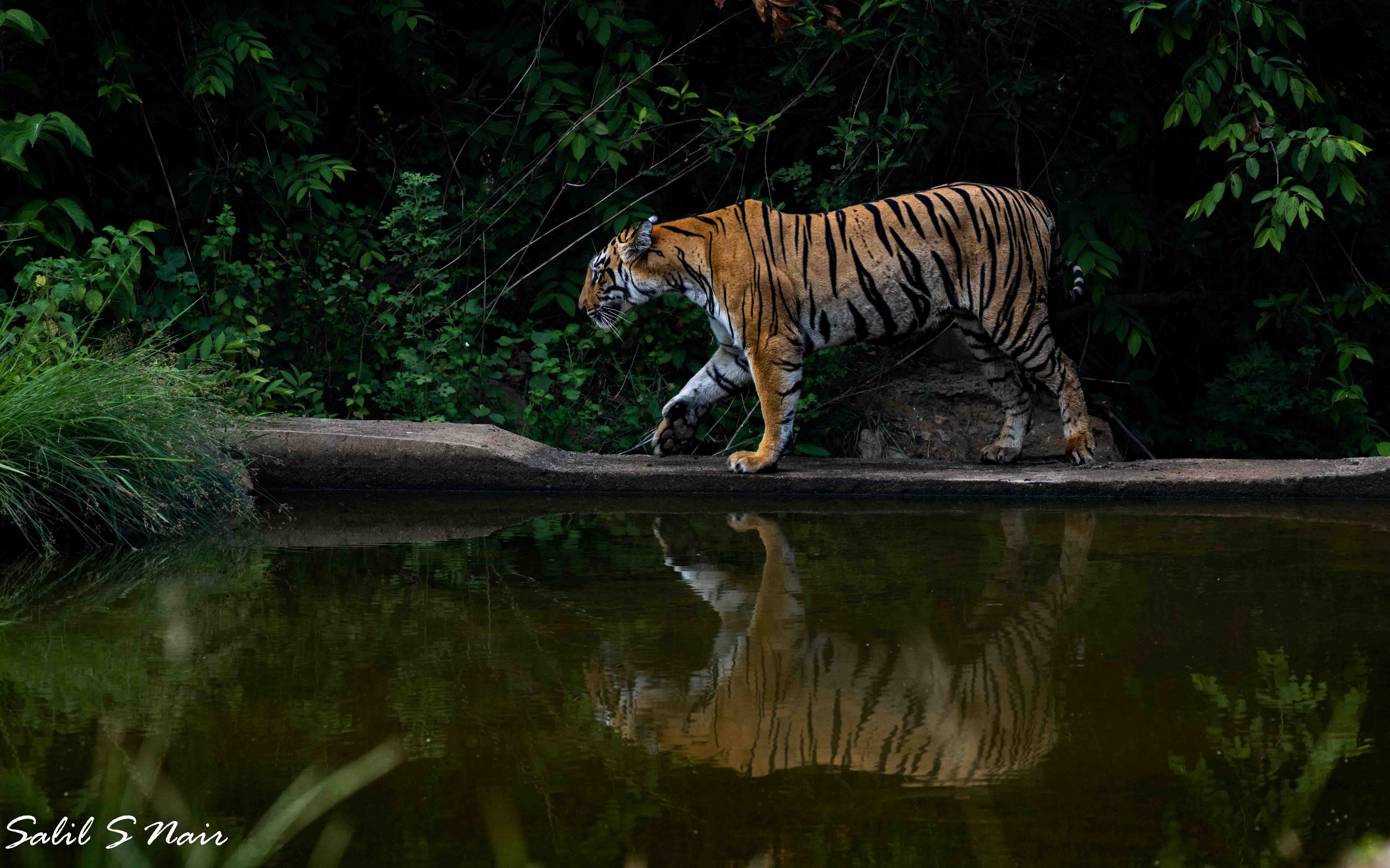 Tiger walking beside water with reflection, lush jungle — Salil Nair wildlife photography