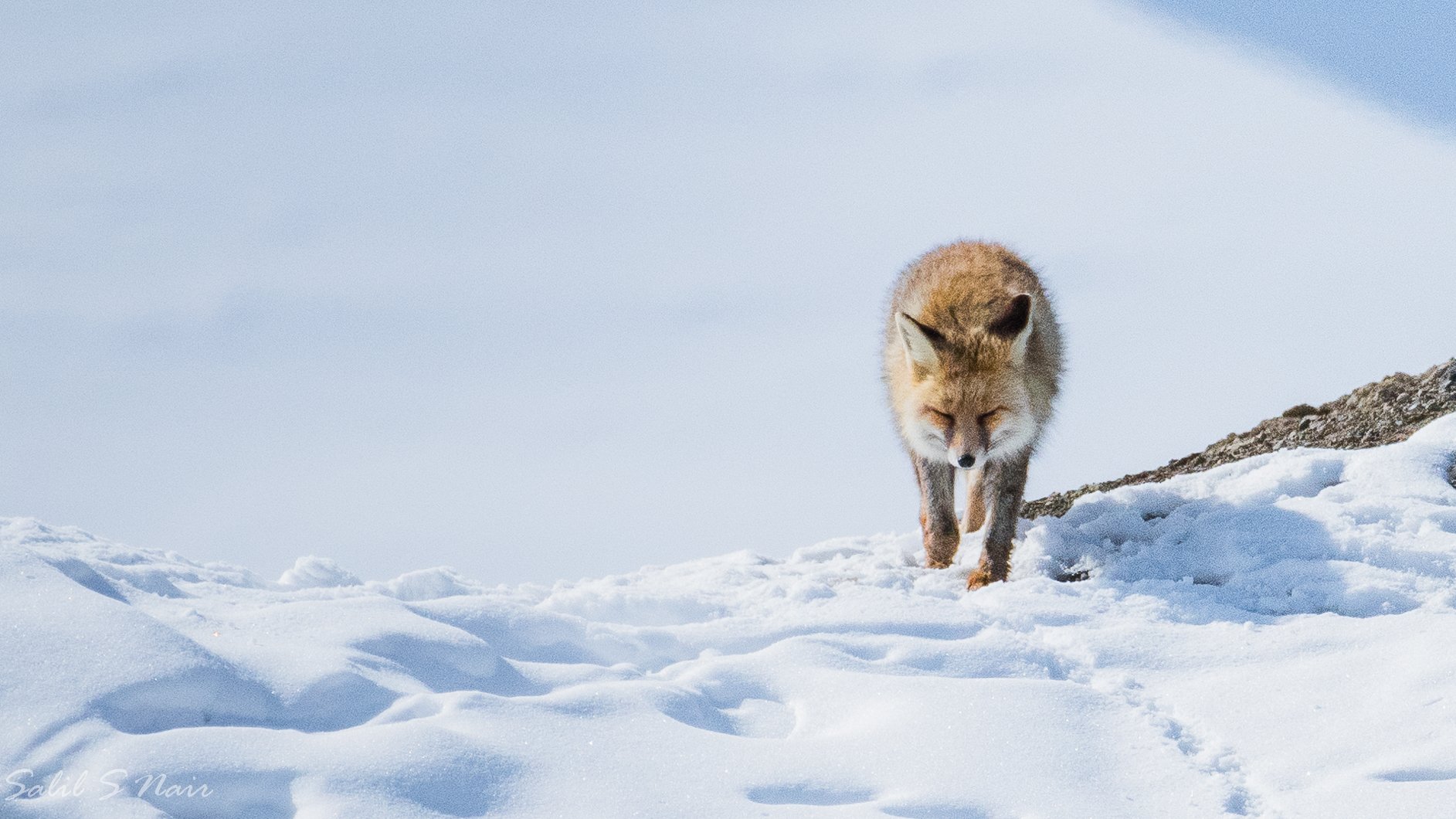The Scottish Highlands (UK) Fox walking through snow in the Scottish Highlands, UK — Salil Nair wildlife photography