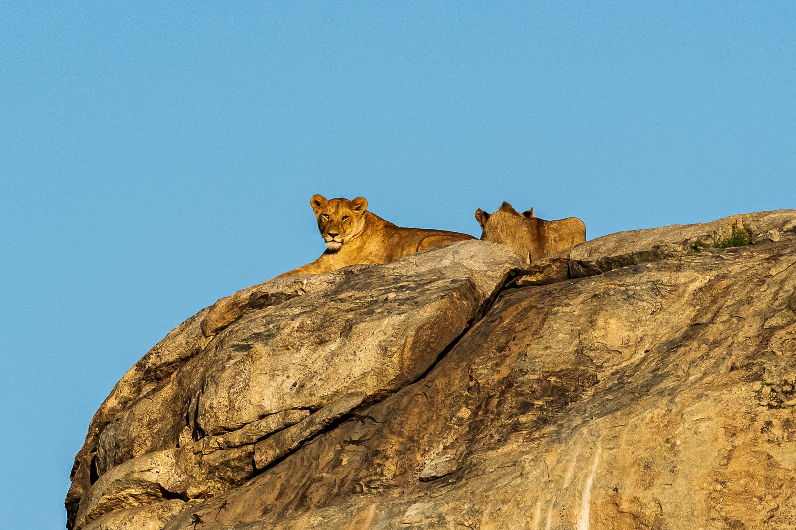 Lions resting on a kopje under a blue sky in the Serengeti, Tanzania — Salil Nair