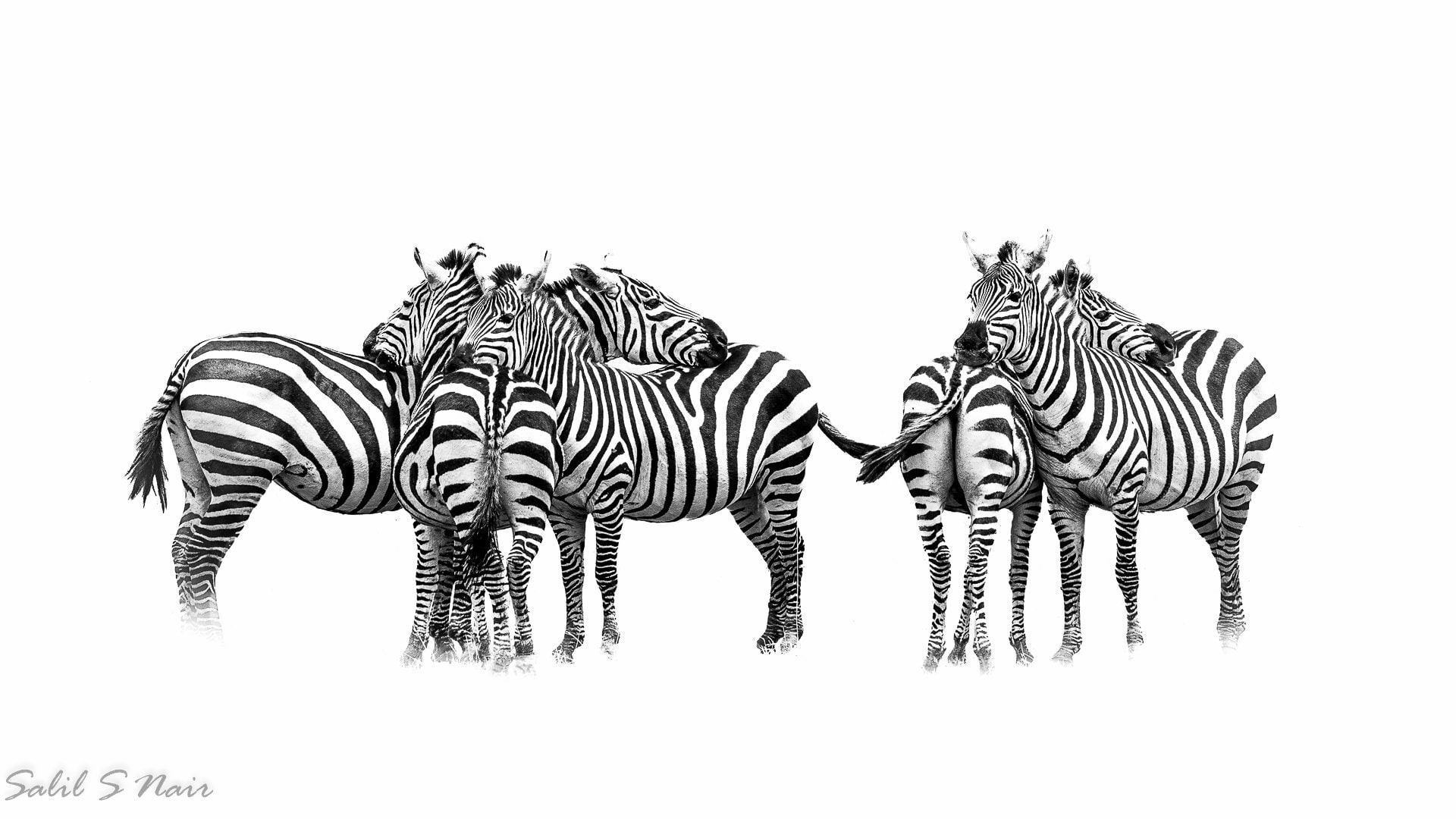 High-key black and white herd of zebras in Etosha National Park, Namibia — Salil Nair