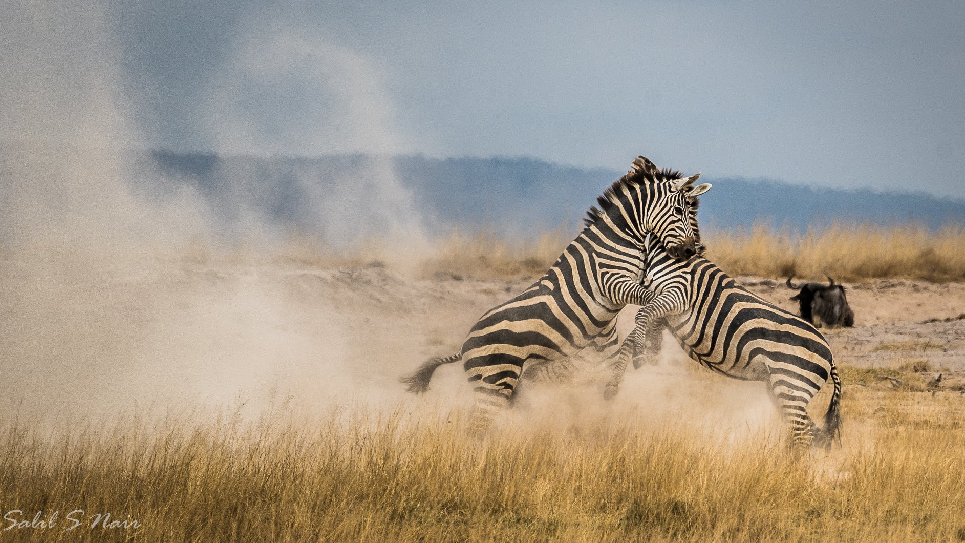 Zebras fighting in dust, Masai Mara — signature wildlife photography — thumbnail