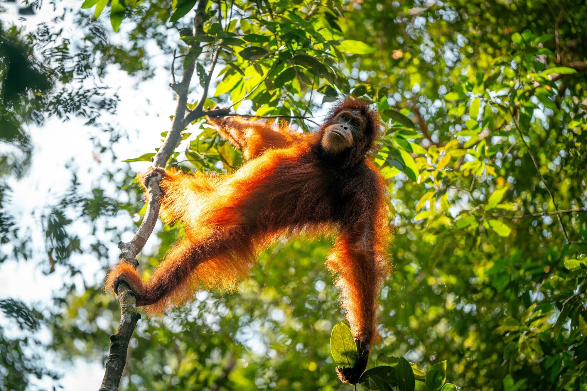 Sumatra (Indonesia) Orangutan swinging through the green rainforest canopy, Sumatra, Indonesia — Salil Nair