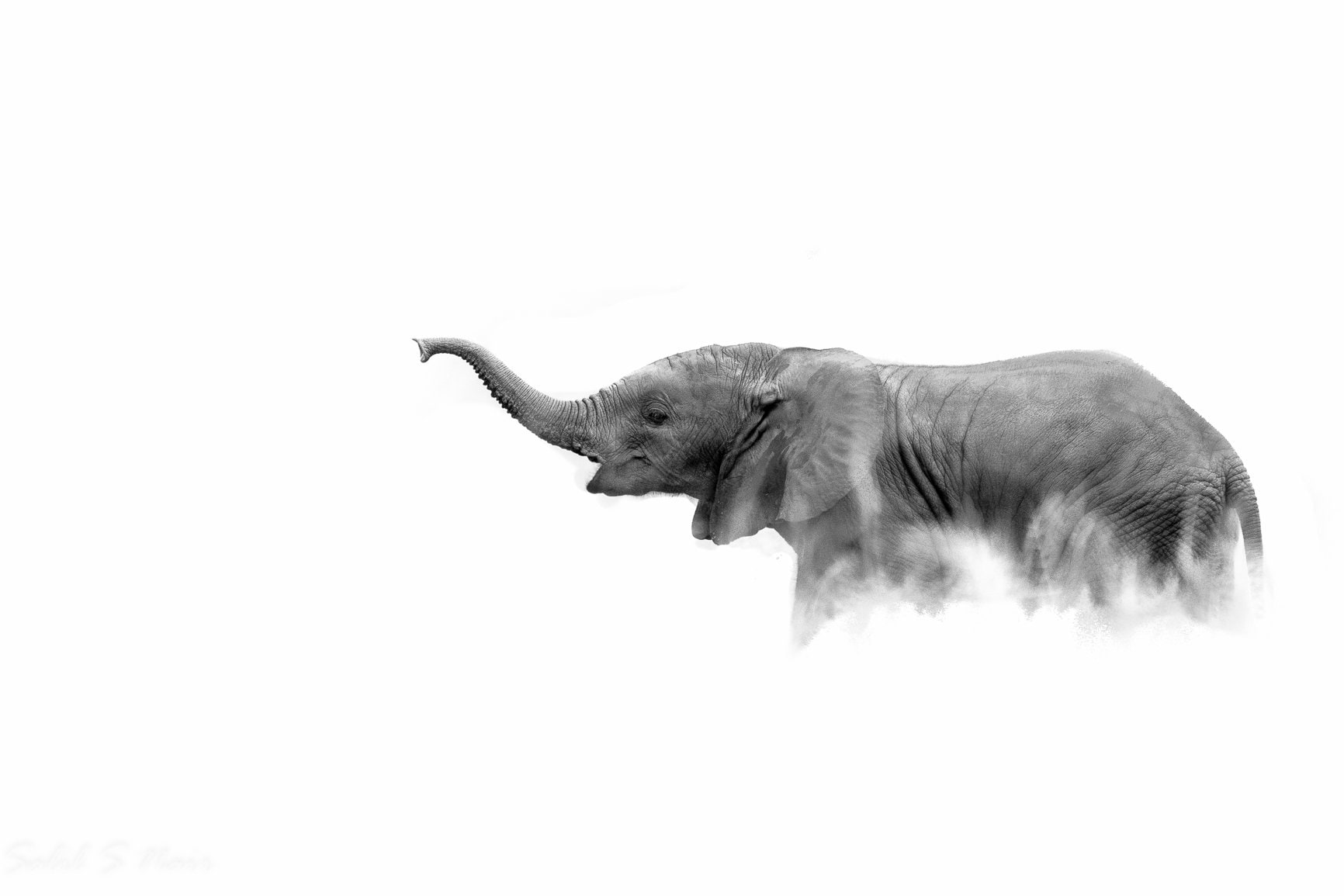Explore the Rest of the World — high-key elephant global wildlife photography Explore the Rest of the World — high-key elephant global wildlife photography