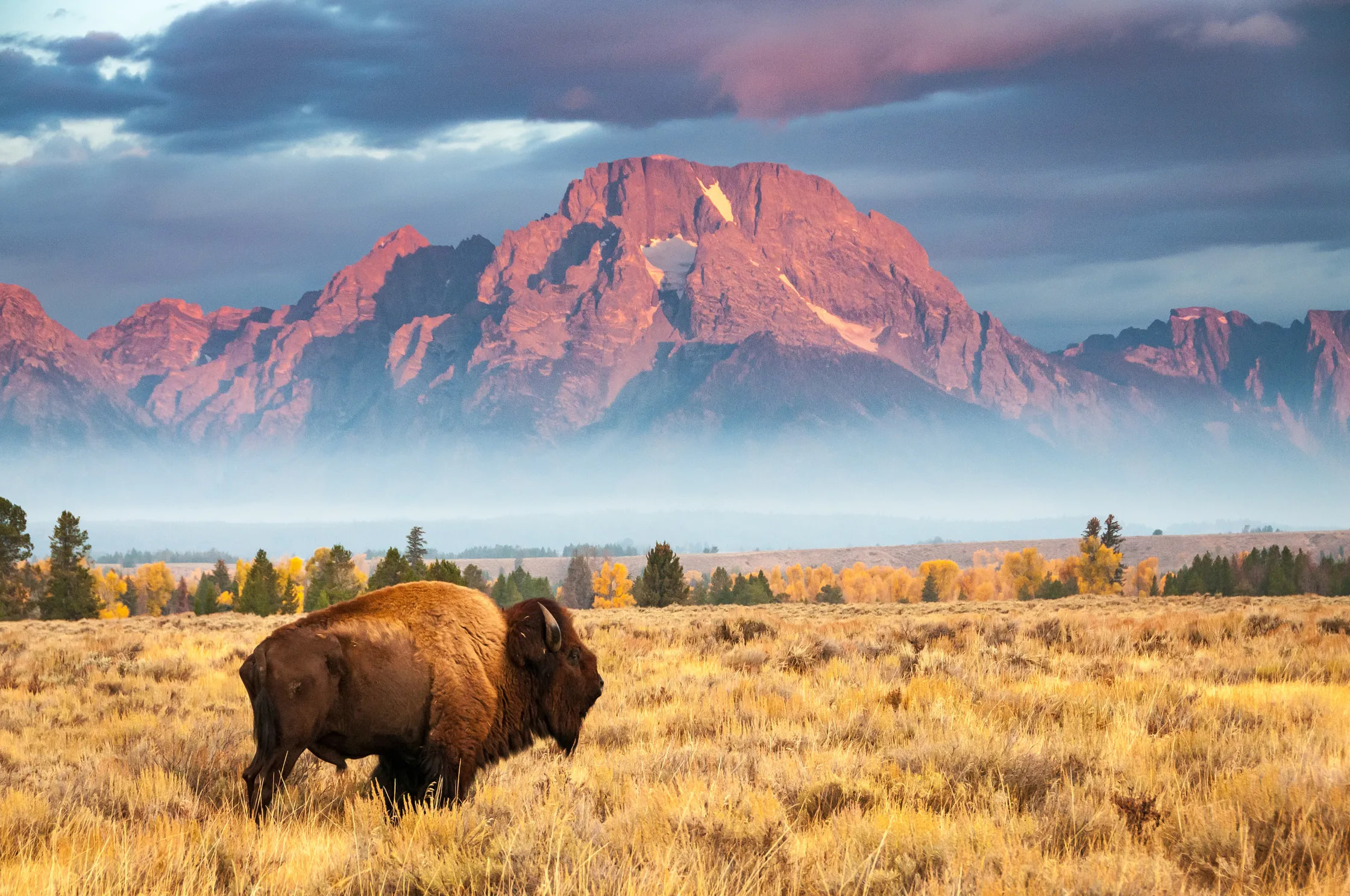 Yellowstone National Park (USA) Lone bison grazing beneath the Teton range, Yellowstone National Park, USA — Salil Nair